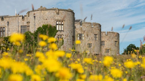 Close-up of Autumn Hawkbit with the castle in the background at Chirk Castle, Wrexham